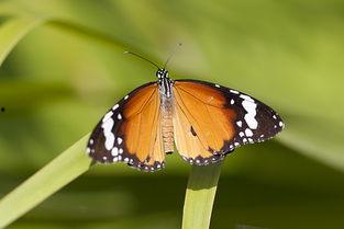 国产采精小蝴蝶,探寻自然之美与科技创新的完美融合